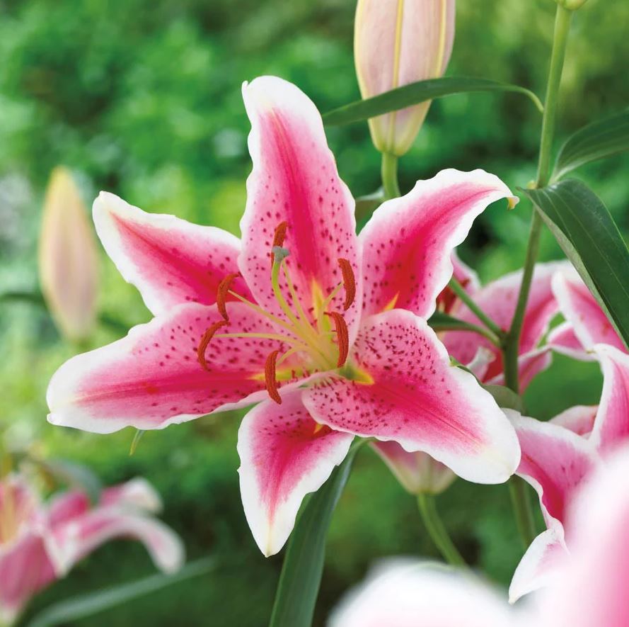 Lilium Oriental 'Stargazer'